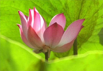 Lotus Flower